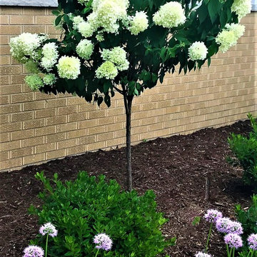 Hydrangea Tree Property