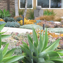 xeriscape