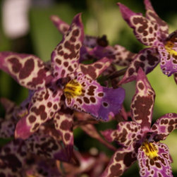 orchids - Products
