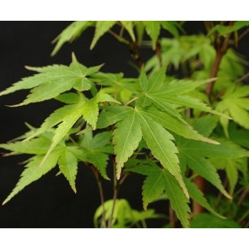 Japanese Maples | Selection | Care