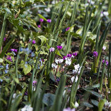 new garden