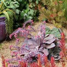 Succulents
