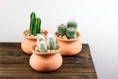 Cactus Planter Clay Set of Three