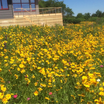 Beavertail Sustainable Landscape