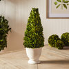 Boxwood Cone Topiary, Pot