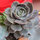 webuser_209930274