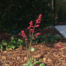 Pimstone landscaping