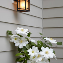 Garden:  Climbers
