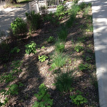 landscaping / garden