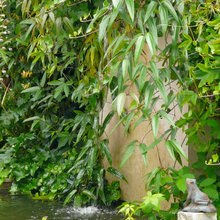 Eau au jardin