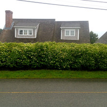 privacy hedge