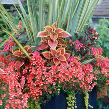 ANNUAL PLANTERS