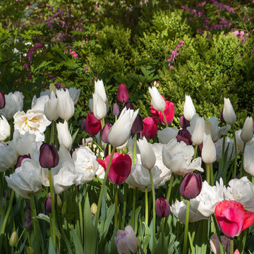 Spring Bulb Garden