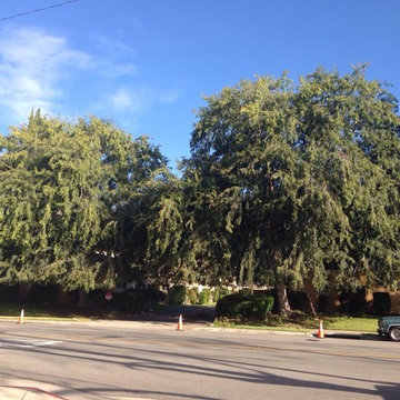 Our Tree Services