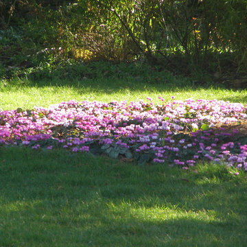 Winter flowers- Cyclamen & Hellebores