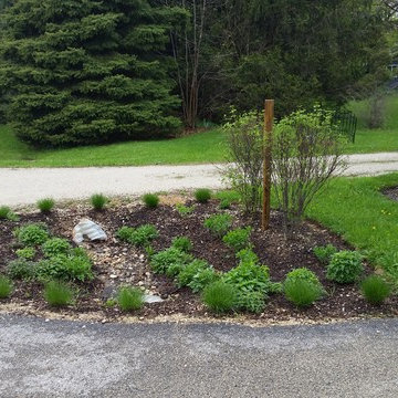 sycamore native driveway