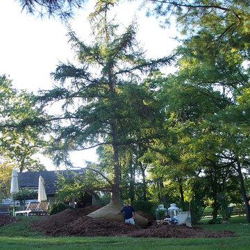 Pond Side Home for a Relocated Tree
