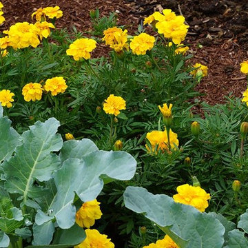 Vegetable Garden Planning