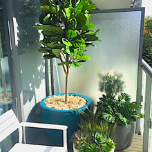 plants