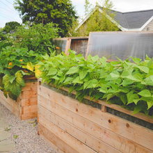 Vegetable Gardens