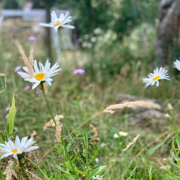 Wildlife Haven, Beckenham