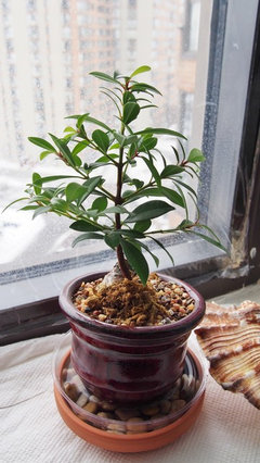 Bonsai Beginner help: Juniper, Eugenia, and Fukien Tea | Houzz Forum