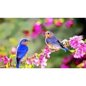 Leila Blessings's photo