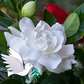 Chris von Seggern's photo