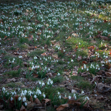 Infuse your garden with late Winter bloomers