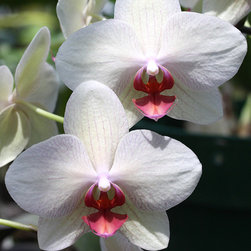Orchids - Home Decor