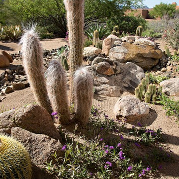 Phoenix Home & Garden - NATURALISTIC DESERT GARDEN