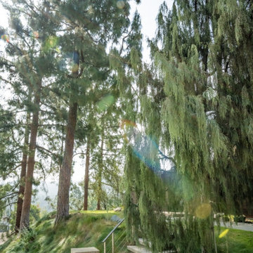 Abundant Tree Canopy