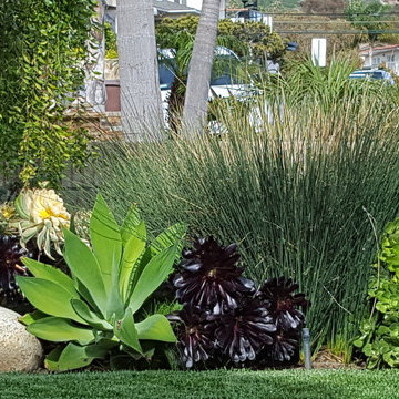 Colorful front yard