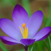 Foto von Donna Allison
