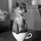 Zak Davis's photo