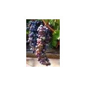 Lisa Steinbaum's photo