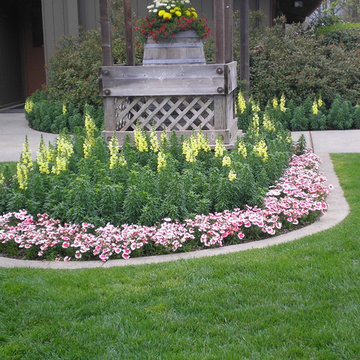 Soft blend of annual colors planted on view point. Mt. View, CA.