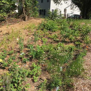 Young perennial plugs in Pollinator garden design