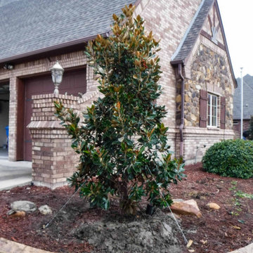 Evergreen Trees & Shrubs