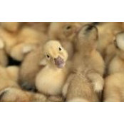 Shahdan Adel's photo