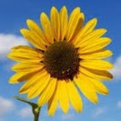 Nicole Zito's photo