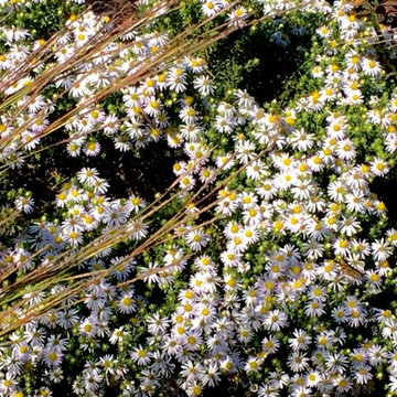 Attract Butterflies to Your Garden