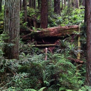 Redwood Forest in Arcata California