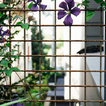 Steel trellis with Clematis