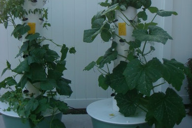 Patio vegetables -Organic  Hydroponic Growing system