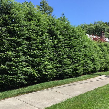 Hemlock Privacy