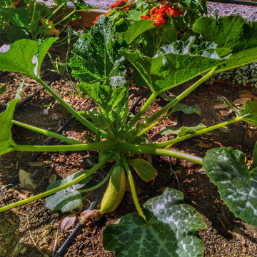 Backyard Kitchen Garden