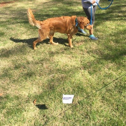 Tails From Training - Home Fencing And Gates