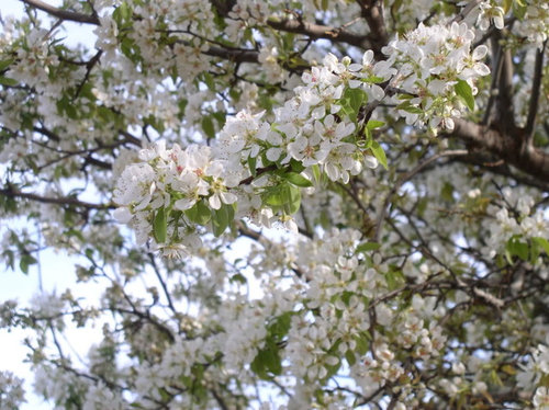 Please help identify tree in West Texas