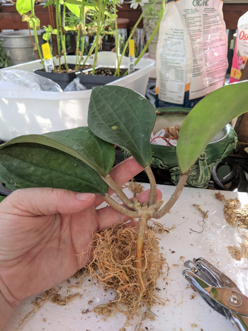 AH Hoyas order has arrived!